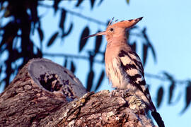 Puput ("Upupa epops")
