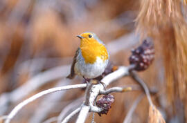 Ropit ("Erithacus rubecula")