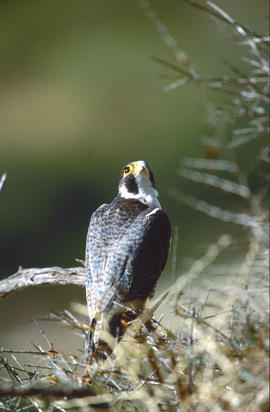 Falcó ("Falco peregrinus")