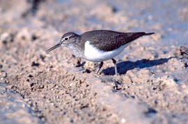 Cegall negre ("Actitis hypoleucos")