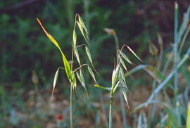 Civada ("Avena sativa")