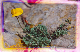 "Lotus corniculatus"