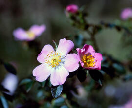 Roser silvestre ("Rosa canina L.")