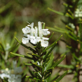 Romaní ("Salvia rosmarinus")