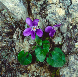 "Viola hirta"