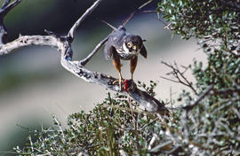 Falcó ("Falco peregrinus")