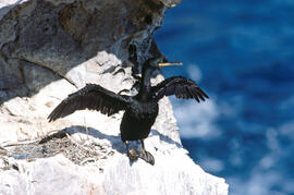 Corb marí ("Phalacrocorax aristotelis")