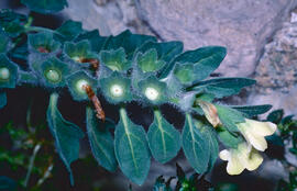 Capseta ("Hyoscyamus albus")