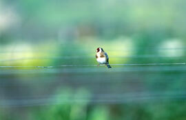 Cadernera ("Carduelis carduelis")