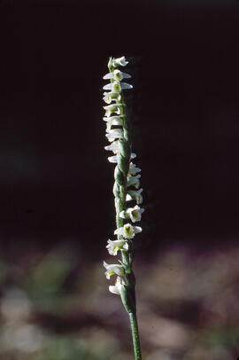 Orquídia de tardor ("Spiranthes spiralis")