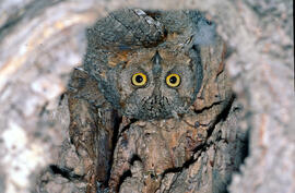 Mussol petit ("Otus scops")