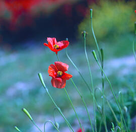 Rosella ("Papaver dubium")
