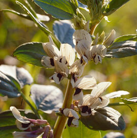 Fava ("Vicia faba")