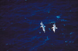 Vol de gavines ("Larus michahellis")