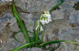 Vitrac ("Allium triquetrum")