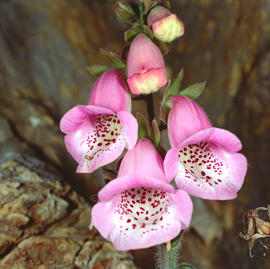 Dedalera ("Digitalis minor")