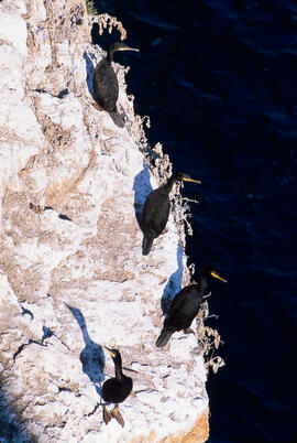 Corb marí ("Phalacrocorax aristotelis")