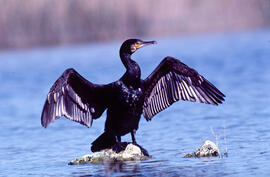 Corpatassa ("Phalacrocorax carbo")