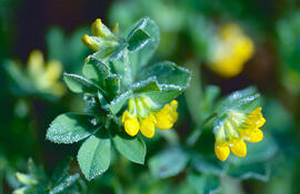 Agrella ("Oxalis corniculata")