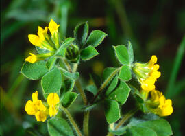 Alfals bord ("Medicago falcata")