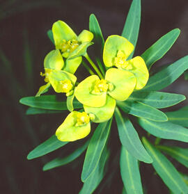 Lleteressa ("Euphorbia dendroides")