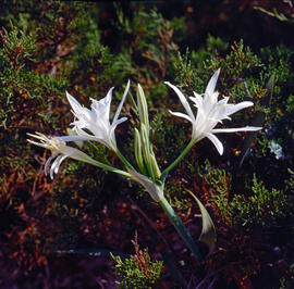 Lliri de mar ("Pancratium maritimum")