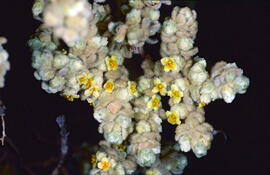 Herba de cotó ("Thymelaea velutina")