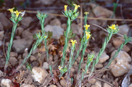 "Hypericum gramineum"