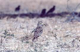Sebel·lí ("Burhinus oedicnemus")