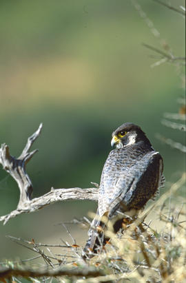 Falcó ("Falco peregrinus")