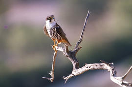 Falcó ("Falco peregrinus")
