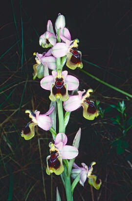 Mosca vermella ("Ophrys tenthredinifera")