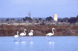 Flamenc rosat ("Phoenicopterus roseus")