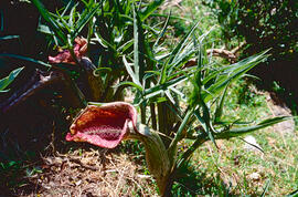 Orella de porc ("Helicodiceros muscivorus")