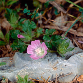 Malví hirsut ("Althaea hirsuta")