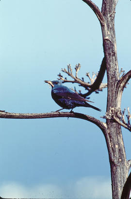 Pàssera ("Monticola solitarius")