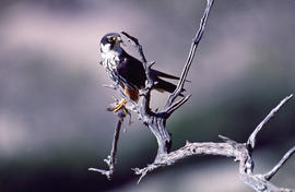 Falcó ("Falco peregrinus")