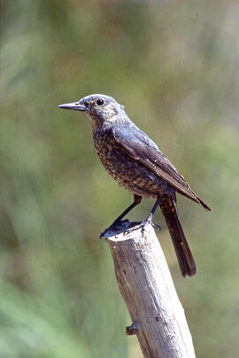 Pàssera ("Monticola solitarius")