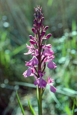 Orquídia ("Orchis palustris")