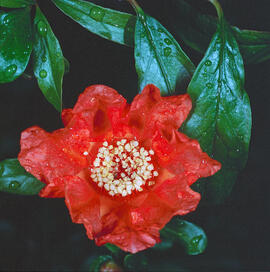 Flor de magraner ("Punica granatum")