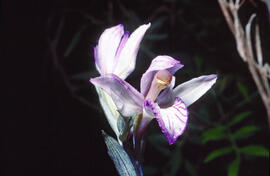 Clavell violaci ("Limodorum abortivum")