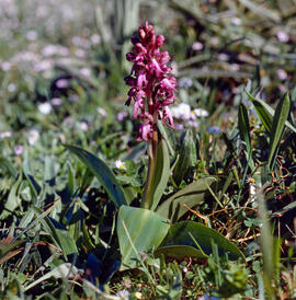 Mosques grosses ("Himantoglossum robertianum")