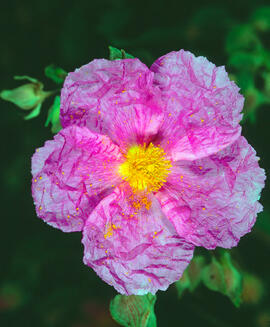 Estepa blanca ("Cistus albidus")
