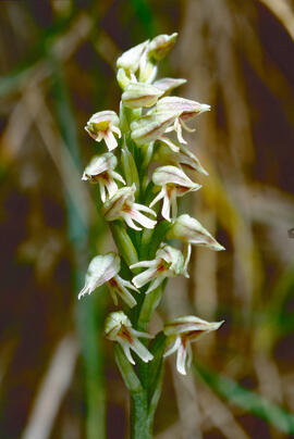 Orquídia ("Neotinea tridentata")