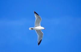 Gavina roja ("Larus audouinii")