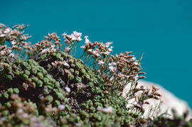 "Limonium vulgare"