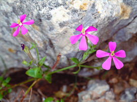 Saponària petita ("Saponaria ocymoides")