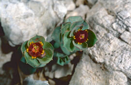 Floreta de pastor ("Euphorbia rigida")