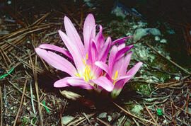 Còlquic ("Colchicum autumnale")