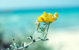 Alfalç marí ("Medicago marina")